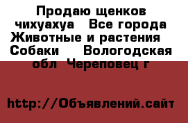 Продаю щенков чихуахуа - Все города Животные и растения » Собаки   . Вологодская обл.,Череповец г.